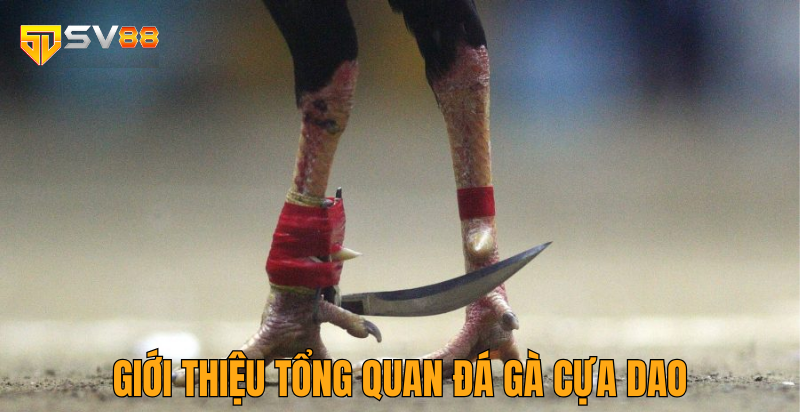 Đá Gà cựa Dao sv88 – Sân chơi độc lạ và hấp dẫn