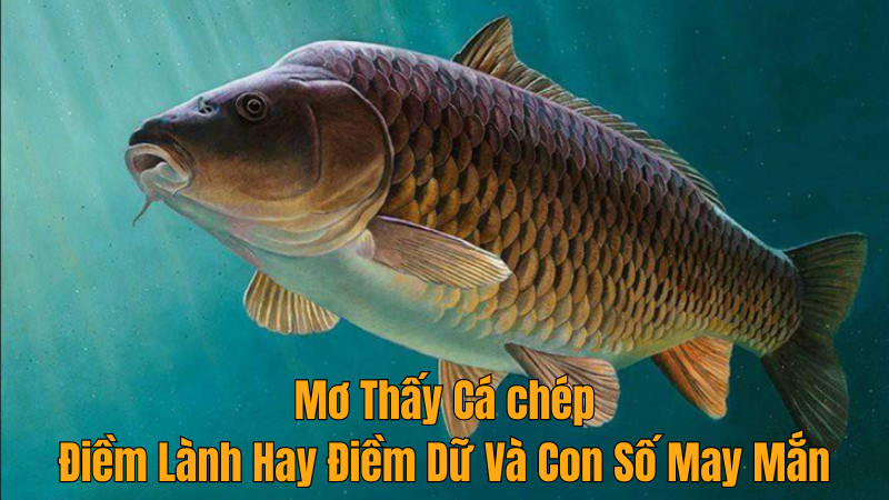 Mơ Thấy Cá chép – Điềm Lành Hay Điềm Dữ Và Con Số May Mắn